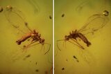 Fossil Fly (Diptera) In Baltic Amber #90763-2